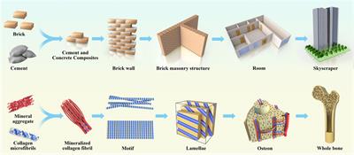 Study on the influence of scaffold morphology and structure on osteogenic performance